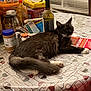 black_cat, bottle, cat, clutter, cork, domestic_animal, food_container, fur, glass_cup, indoor, jar, kitchen, pattern, pet, relaxed, table, tablecloth, white_paws, window_blinds, wine_bottle