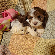 Teddy is registered to the contest to win money with this photo: puppy, dog, brown_and_white, fluffy, cute, blanket, knitted, plush_toy, indoor, cozy, small, pet, fur, laying_down, resting, soft, adorable, animal, young, sleepy