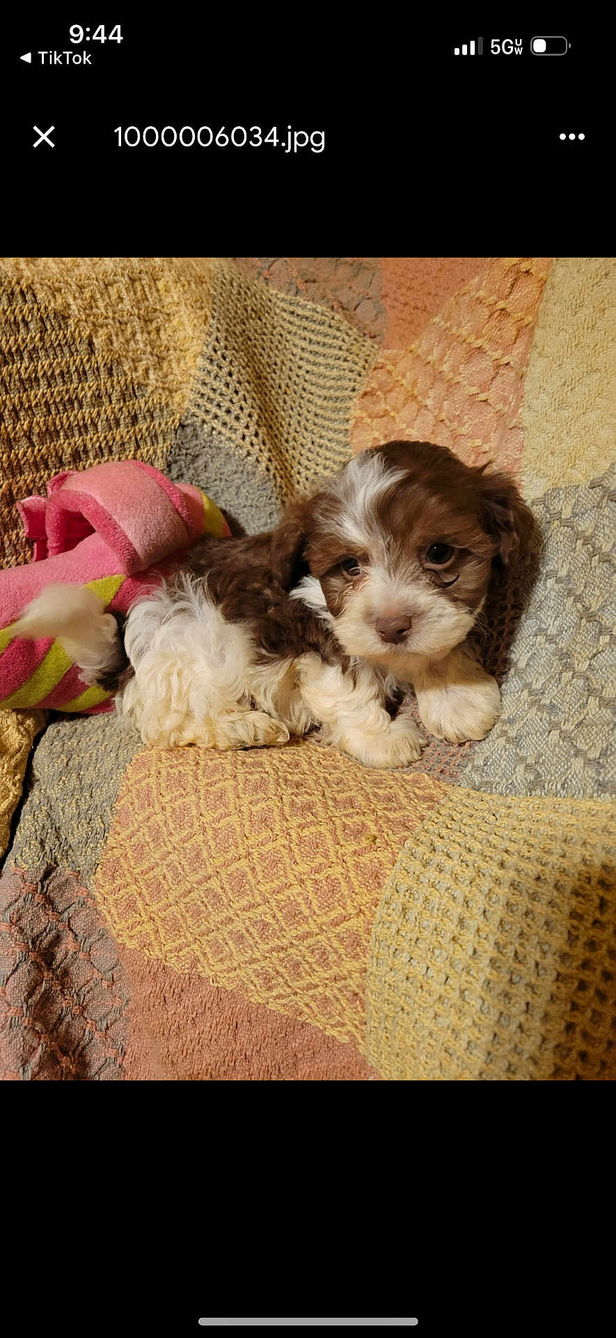 Teddy is registered to the contest to win money with this photo: puppy, dog, brown_and_white, fluffy, cute, blanket, knitted, plush_toy, indoor, cozy, small, pet, fur, laying_down, resting, soft, adorable, animal, young, sleepy