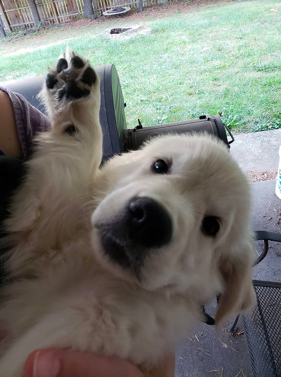 Freddie is registered to the contest to win money with this photo: berger_blanc_suisse, canidae, carnivore, companion_dog, dog, dog_breed, great_pyrenees, mammal, maremma_sheepdog, rare_breed_dog, samoyed, sporting_group, vertebrate, white_shepherd