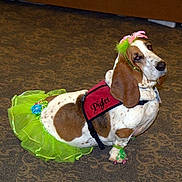 Piglet is registered to the contest to win money with this photo: dog, basset_hound, tutu, green_tutu, costume, pet_accessories, headband, paw_decorations, harness, indoor, carpet, brown_spots, white_fur, sitting, animal, cute, funny, pet, clothing, expression