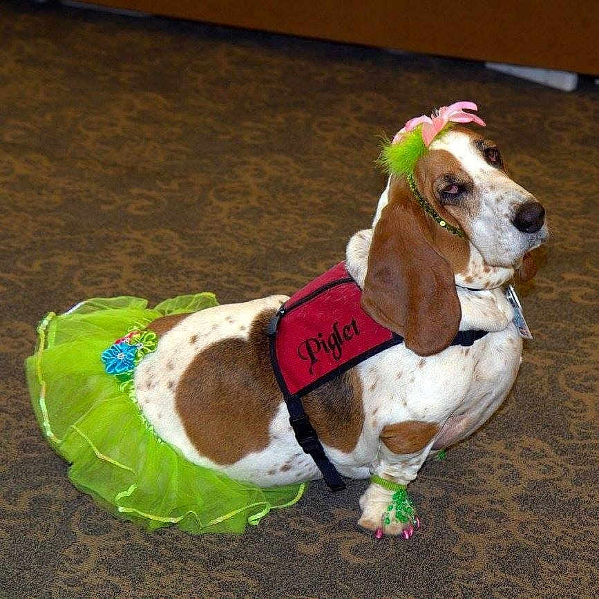Piglet is registered to the contest to win money with this photo: dog, basset_hound, tutu, green_tutu, costume, pet_accessories, headband, paw_decorations, harness, indoor, carpet, brown_spots, white_fur, sitting, animal, cute, funny, pet, clothing, expression