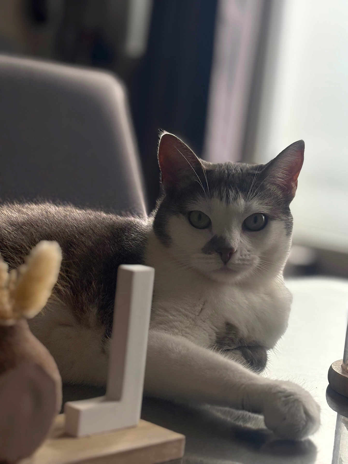 Canelle a rejoint le concours — aidez-le/la à gagner de superbes lots ! cat, animal, pet, indoor, relaxed, feline, fur, whiskers, ear, table, decor, soft_light, reflection, window, home, resting, closeup, domestic, background, calm