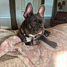 bed, black_fur, blanket, brown_fur, collar, couch, dog, dog_tag, ears, french_bulldog, home, indoors, lying_down, pet, portrait, short_hair, sitting, sunlight, white_chest, windows