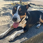 Babybel a rejoint le concours — aidez-le/la à gagner de superbes lots ! dog, animal, pet, outdoor, sunlight, bench, stone, tongue_out, happy, black_and_white, brown, shadow, pavement, collar, tag, ears_up, resting, canine, nature, daytime