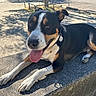 dog, animal, pet, outdoor, sunlight, bench, stone, tongue_out, happy, black_and_white, brown, shadow, pavement, collar, tag, ears_up, resting, canine, nature, daytime