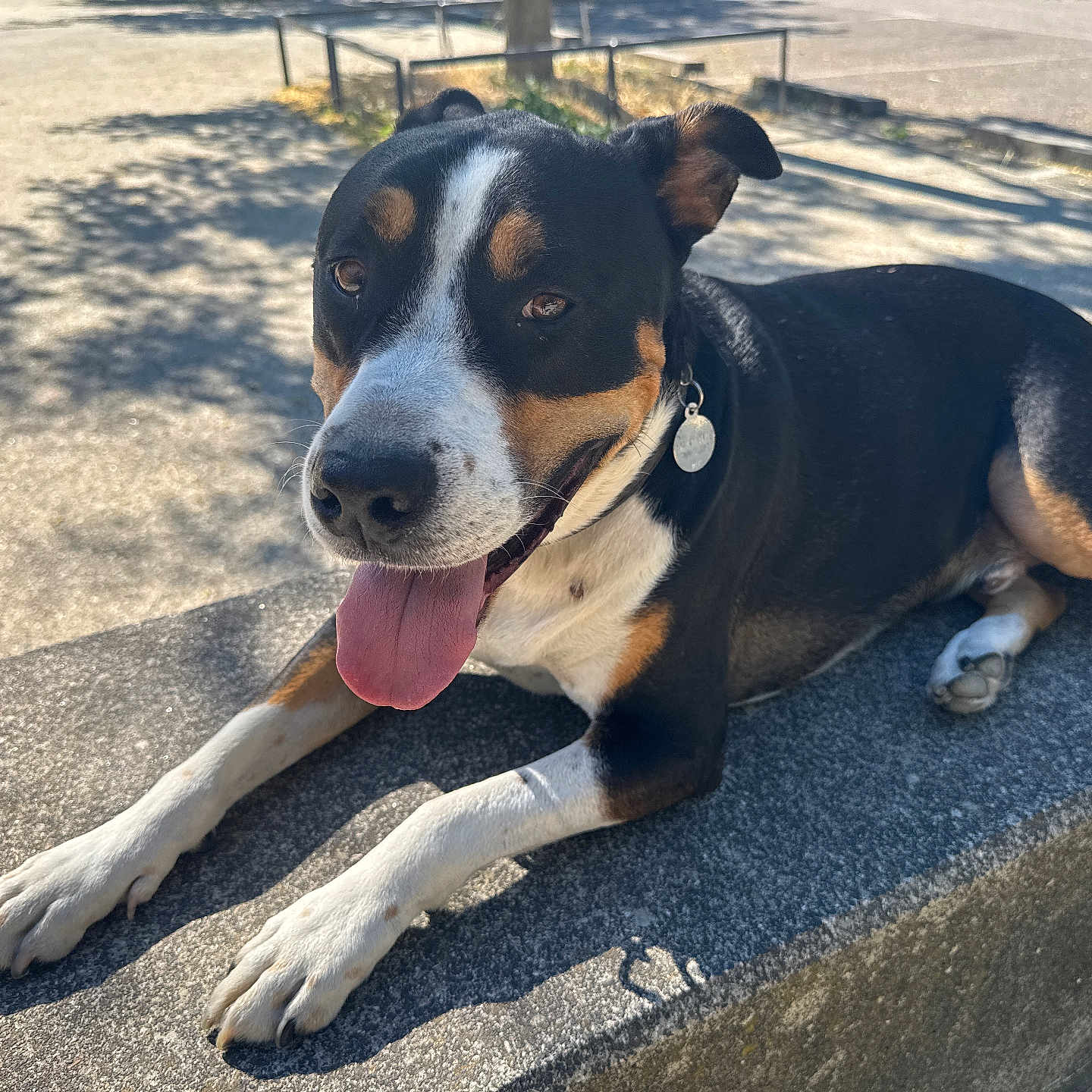 Babybel a rejoint le concours — aidez-le/la à gagner de superbes lots ! dog, animal, pet, outdoor, sunlight, bench, stone, tongue_out, happy, black_and_white, brown, shadow, pavement, collar, tag, ears_up, resting, canine, nature, daytime