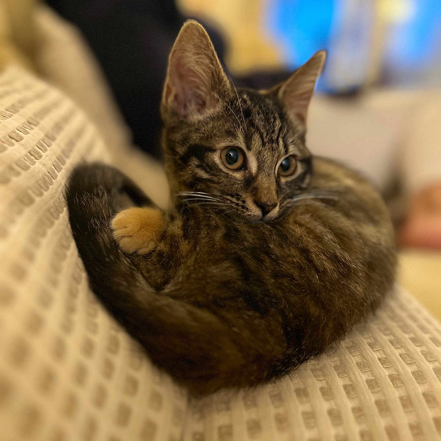 Murphy is registered to the contest to win money with this photo: abyssinian, animal, blanket, cat, couch, egyptiancat, furniture, hardwood, kitten, manx, person, pet, siamese, wood