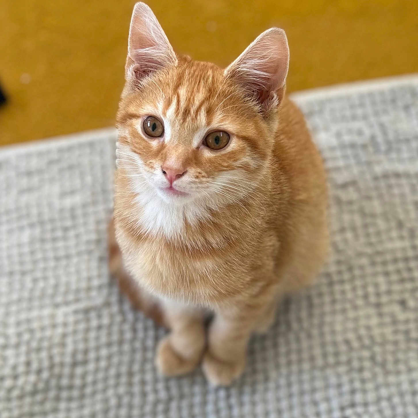 Cooper