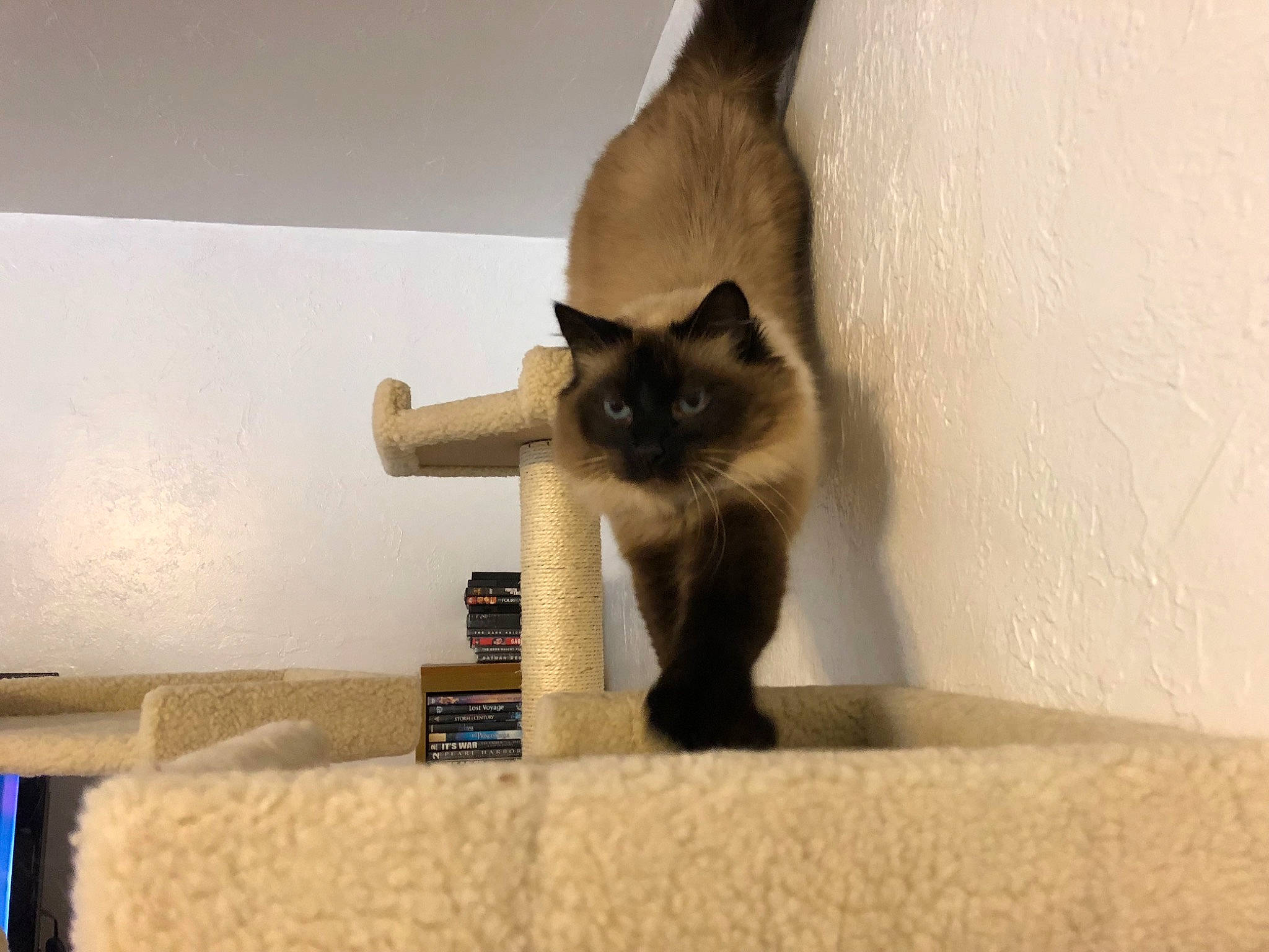 Armani is registered to the contest to win money with this photo: balinese, birman, carnivore, cat, domestic_short_haired_cat, fawn, felidae, fur, hardwood, pet_supply, room, siamese, small_to_medium_sized_cats, tail, whiskers, wood
