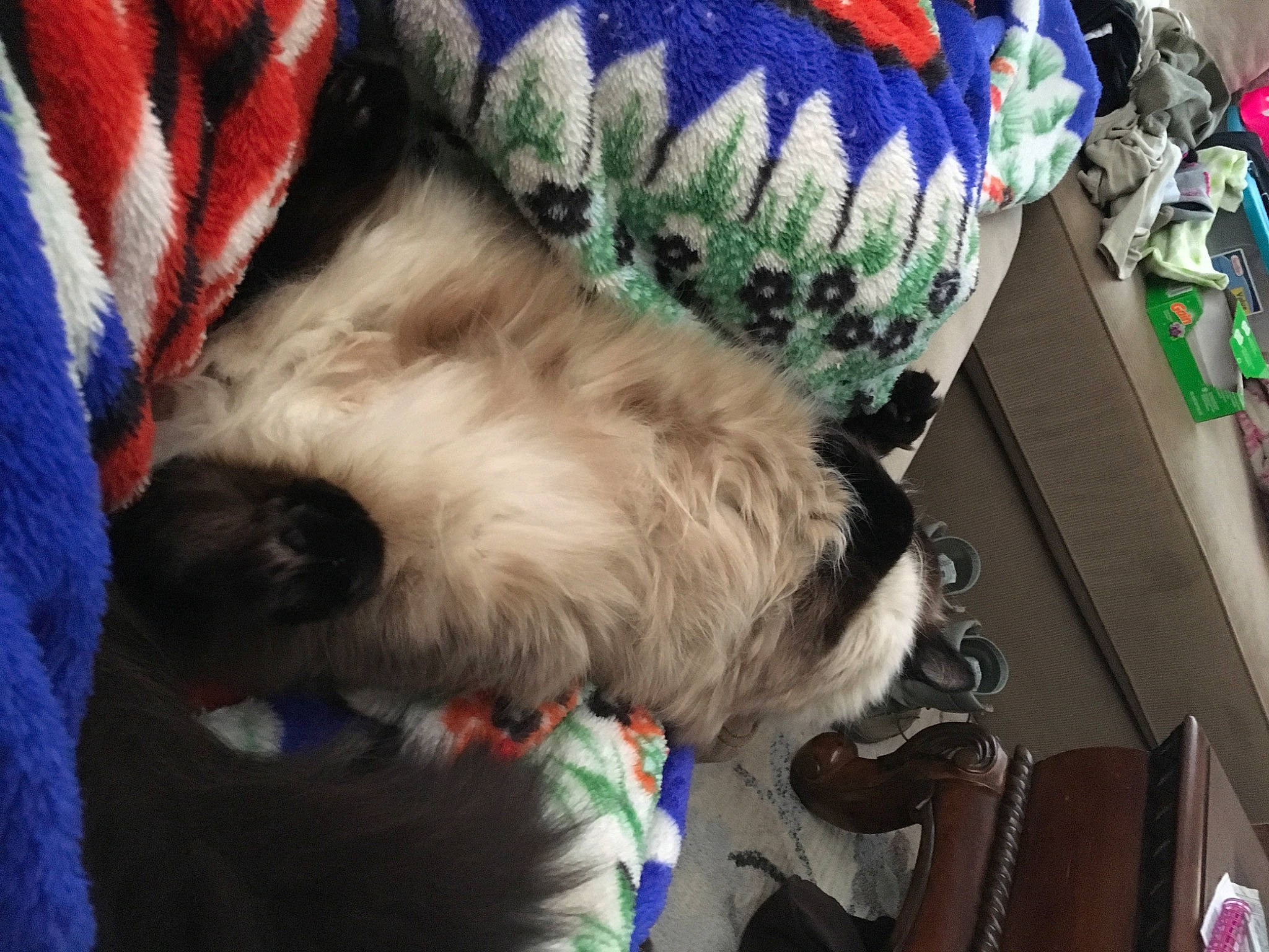 Armani joined the competition — help win amazing prizes! blue, canidae, carnivore, collar, comfort, companion_dog, dog, dog_breed, dog_collar, dog_supply, fawn, felidae, fur, small_terrier, small_to_medium_sized_cats, snout, sporting_group, terrier, toy_dog, whiskers