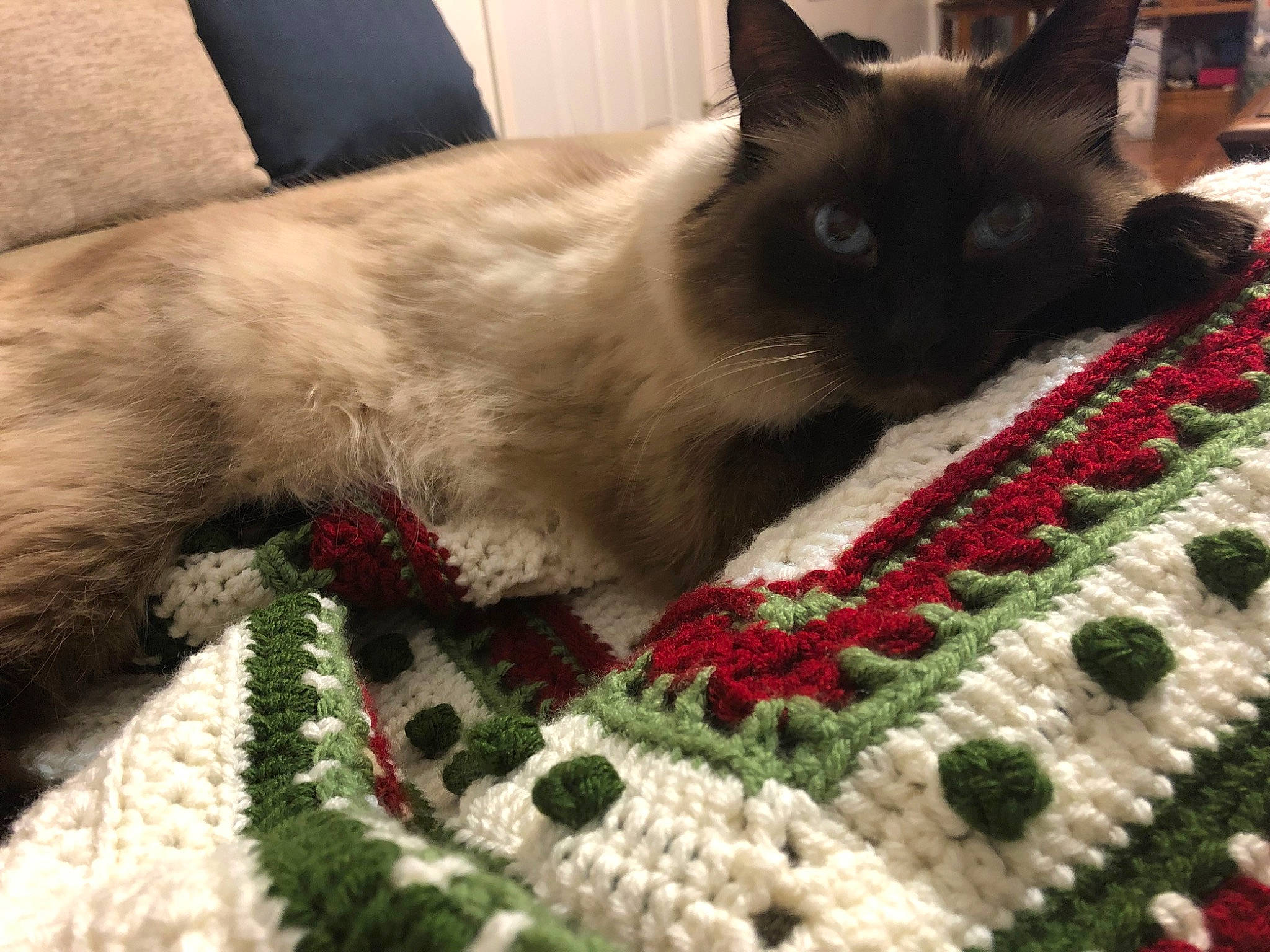 Armani joined the competition — help win amazing prizes! art, balinese, carnivore, cat, event, felidae, flooring, fur, grass, green, linens, pattern, plant, siamese, small_to_medium_sized_cats, tail, thai, whiskers, wool, woolen