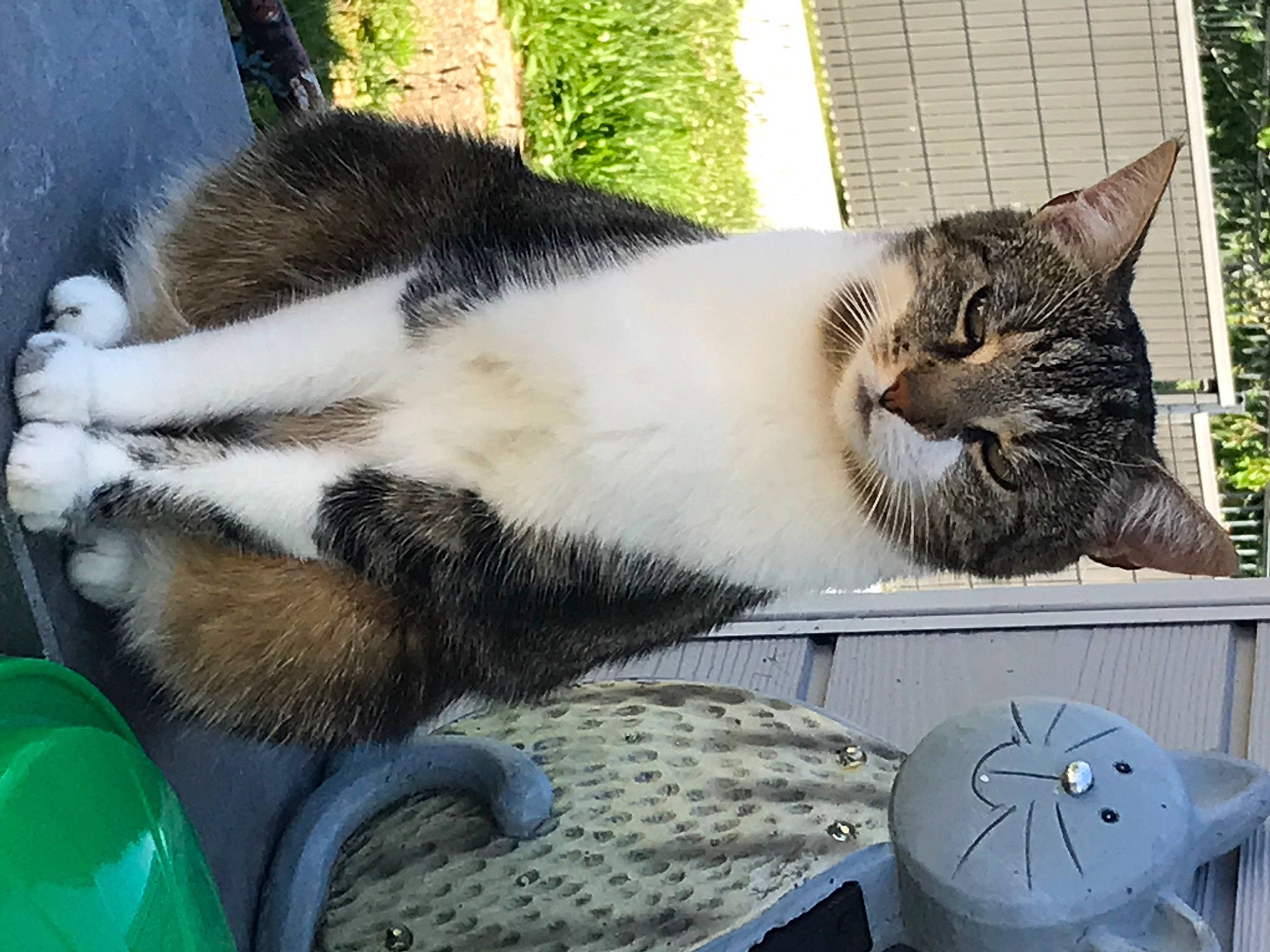 Choupette a rejoint le concours — aidez-le/la à gagner de superbes lots ! carnivore, cat, claw, domestic_short_haired_cat, eye, felidae, fur, grass, metal, paw, plant, sitting, small_to_medium_sized_cats, snout, tail, terrestrial_animal, tree, whiskers, wildlife, window