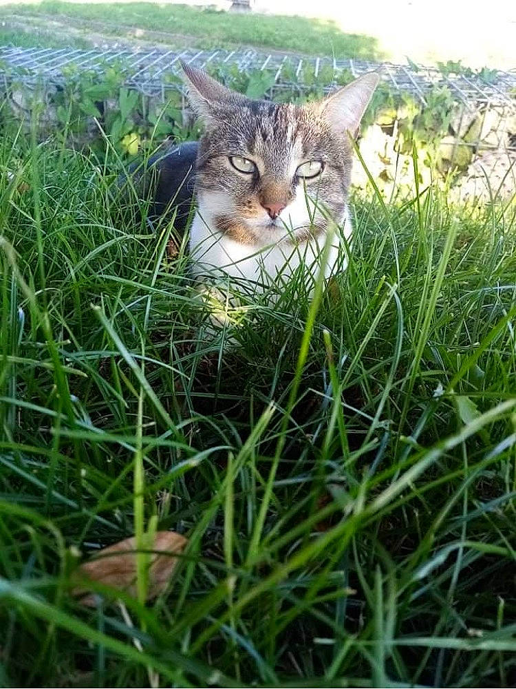 Choupette a rejoint le concours — aidez-le/la à gagner de superbes lots ! carnivore, cat, domestic_short_haired_cat, fawn, felidae, fur, grass, grass_family, grassland, groundcover, lawn, meadow, plant, small_to_medium_sized_cats, snout, tail, terrestrial_animal, tree, whiskers, wildlife