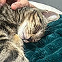 cat, tabby, sleeping, close_up, pet, feline, whiskers, hand, resting, cozy, blanket, indoor, comfort, relaxation, fur, animal, cute, peaceful, domestic, soft
