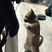 Shy joined the competition — help win amazing prizes! cat, standing, curious, indoor, wooden_floor, clothing, playful, pet, feline, alert, domestic, whiskers, ears, tail, paws, home, light, shadow, texture, fur
