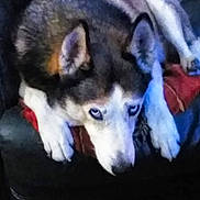 Louvène participe au concours pour gagner de l'argent avec cette photo : animal, blue_eyes, canine, comfort, couch, dog, domestic_animal, ears, face, fur, husky, indoor, lying_down, mammal, paws, pet, red_cushion, relaxation, resting, snout