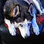 animal, blue_eyes, canine, comfort, couch, dog, domestic_animal, ears, face, fur, husky, indoor, lying_down, mammal, paws, pet, red_cushion, relaxation, resting, snout