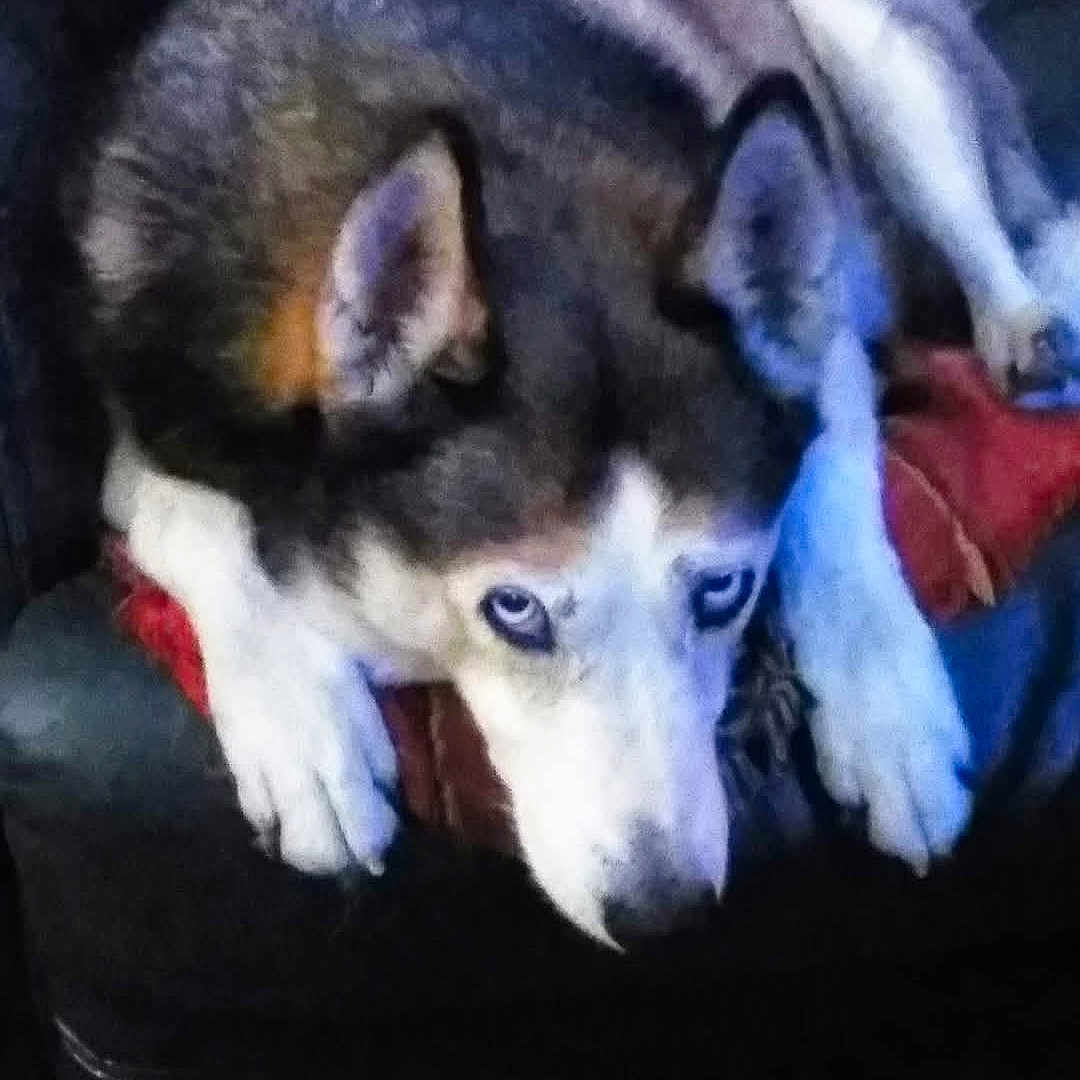 Louvène participe au concours pour gagner de l'argent avec cette photo : animal, blue_eyes, canine, comfort, couch, dog, domestic_animal, ears, face, fur, husky, indoor, lying_down, mammal, paws, pet, red_cushion, relaxation, resting, snout