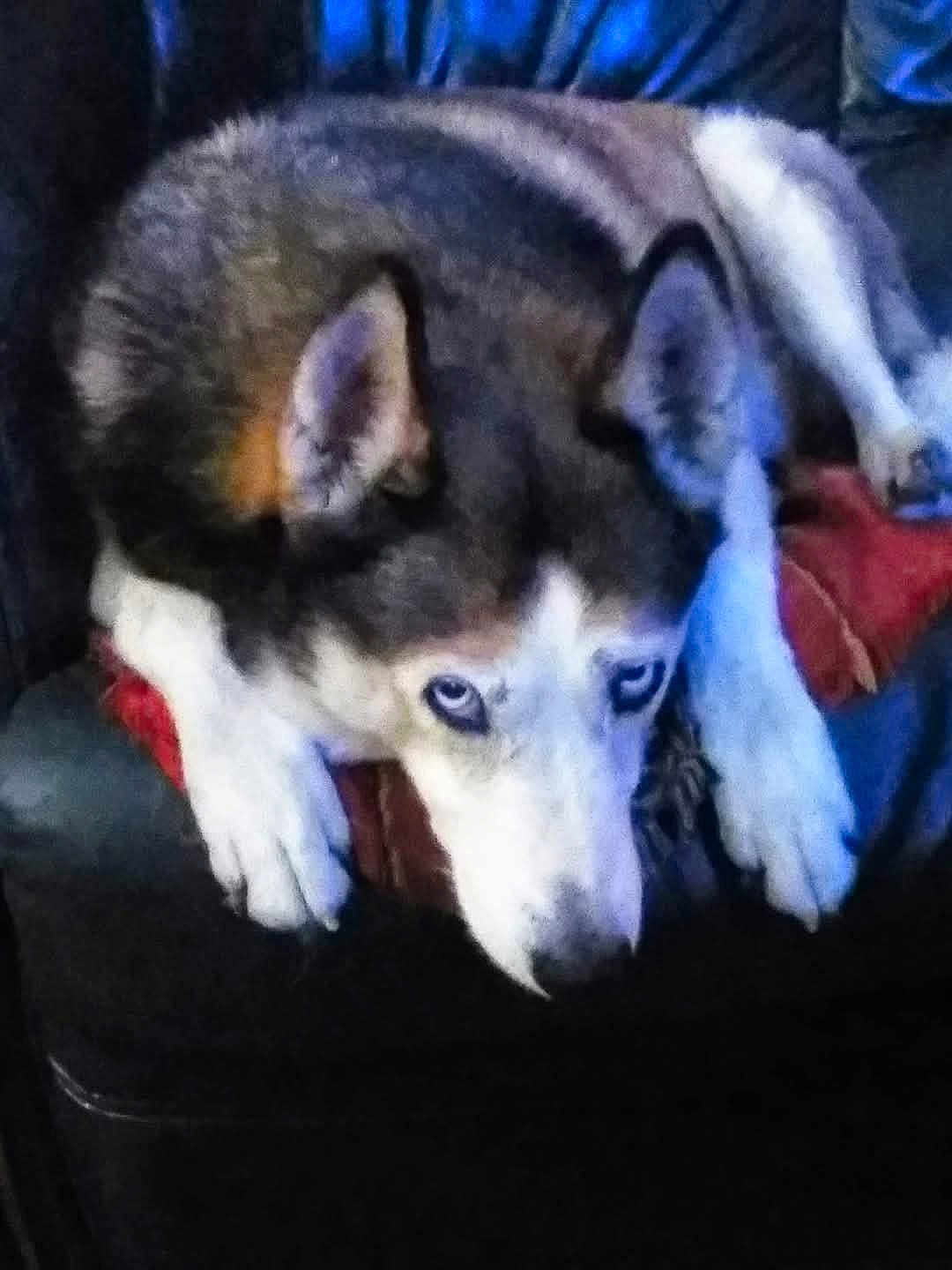 Louvène participe au concours pour gagner de l'argent avec cette photo : animal, blue_eyes, canine, comfort, couch, dog, domestic_animal, ears, face, fur, husky, indoor, lying_down, mammal, paws, pet, red_cushion, relaxation, resting, snout