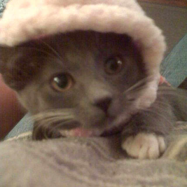 Taz