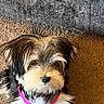 Kashmere joined the competition — help win amazing prizes! animal, black, brown, canine, carpet, collar, companion, cute, dog, domestic, fluffy, fur, house, indoor, pet, puppy, sitting, small_dog, white, young_dog