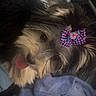 Kashmere joined the competition — help win amazing prizes! dog, pet, bow, tongue, fluffy, cute, animal, canine, fur, resting, blanket, indoor, adorable, small_dog, face, expression, playful, comfort, cozy, companion