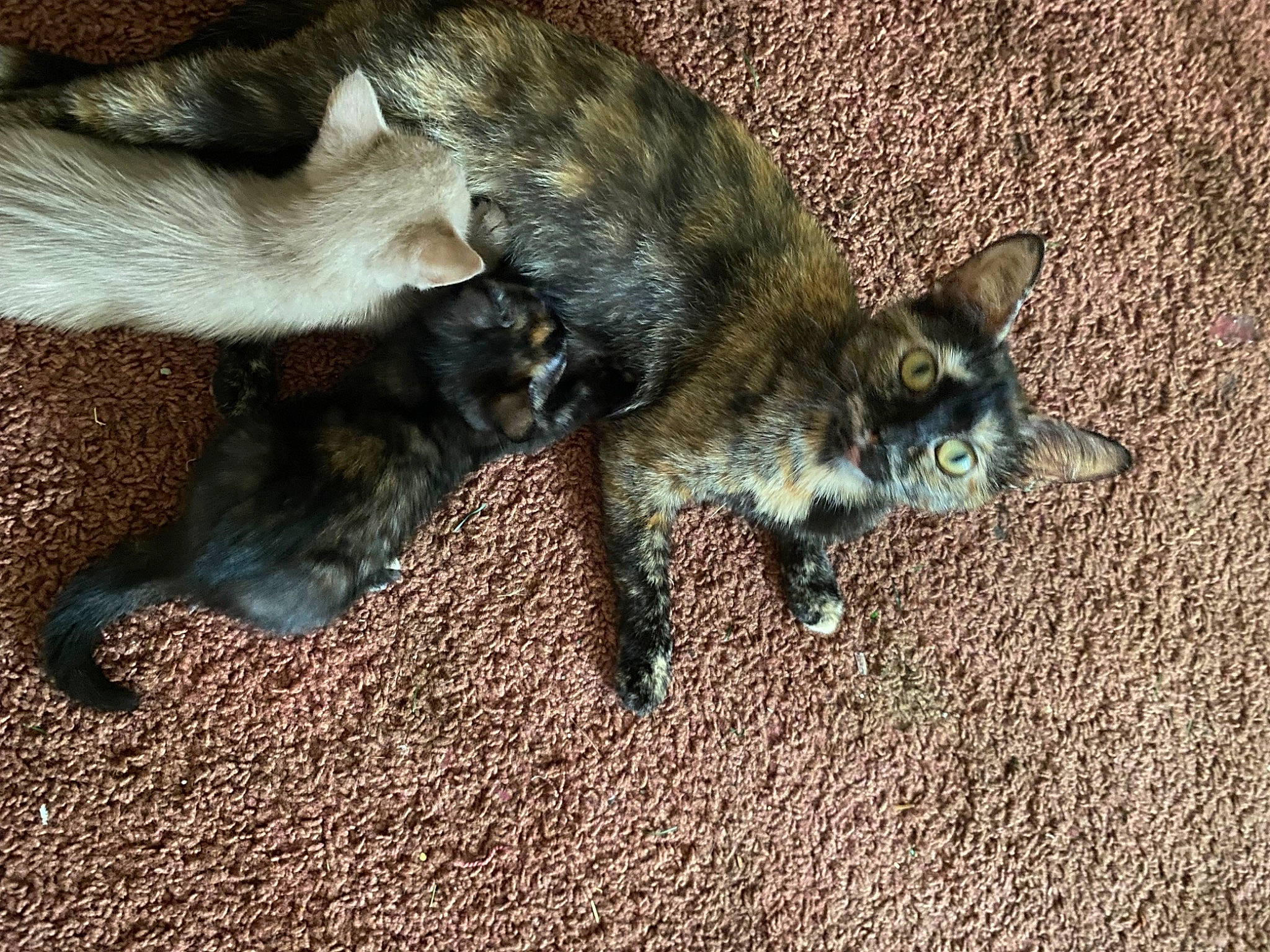 Pizza joined the competition — help win amazing prizes! canidae, carnivore, cat, claw, dog_breed, domestic_short_haired_cat, felidae, fur, marsupial, paw, small_to_medium_sized_cats, snout, tail, terrestrial_animal, whiskers, wildlife