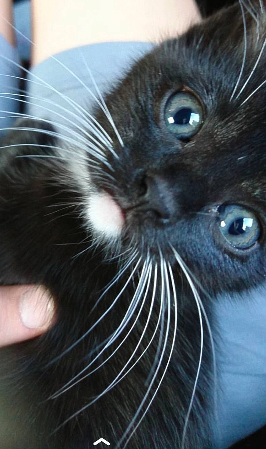 Lalie a rejoint le concours — aidez-le/la à gagner de superbes lots ! black, black_cat, carnivore, cat, close_up, eye, felidae, fur, kitten, norwegian_forest_cat, photography, small_to_medium_sized_cats, snout, whiskers