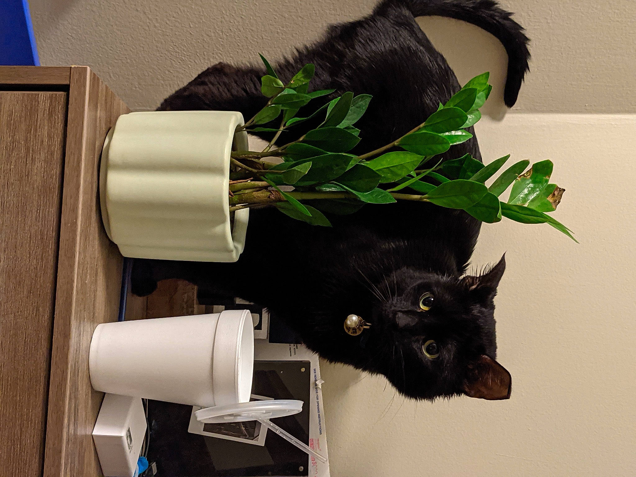 Monte is registered to the contest to win money with this photo: black_cat, bombay, cat, domestic_short_haired_cat, fashion_accessory, felidae, flowerpot, fur, household_supply, houseplant, paper, paper_product, paper_towel, plant, small_to_medium_sized_cats, tail, whiskers, working_animal