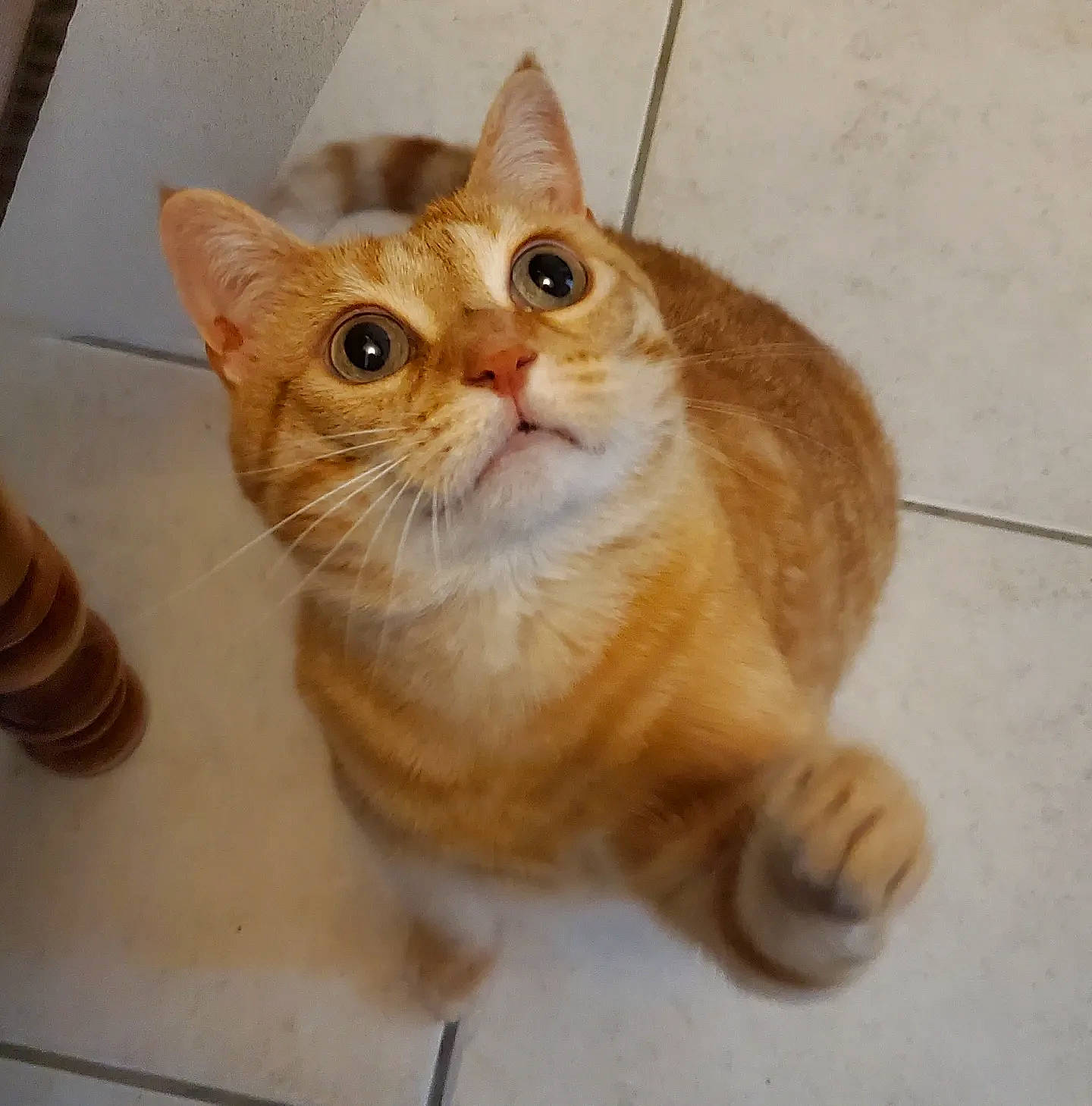 Harmonie participe au concours pour gagner de l'argent avec cette photo : carnivore, cat, claw, domestic_short_haired_cat, fawn, felidae, flooring, fur, hardwood, paw, small_to_medium_sized_cats, snout, tail, whiskers, window, wood