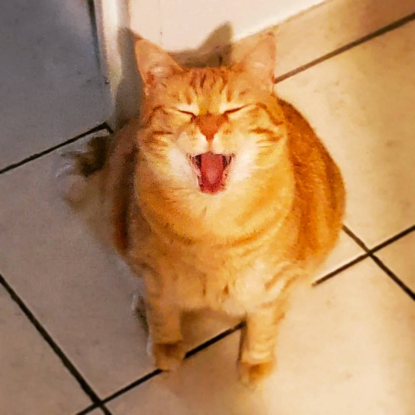 Harmonie participe au concours pour gagner de l'argent avec cette photo : carnivore, cat, domestic_short_haired_cat, eye, fawn, felidae, floor, flooring, foot, fur, hair, hardwood, head, paw, small_to_medium_sized_cats, snout, tail, whiskers, window, wood