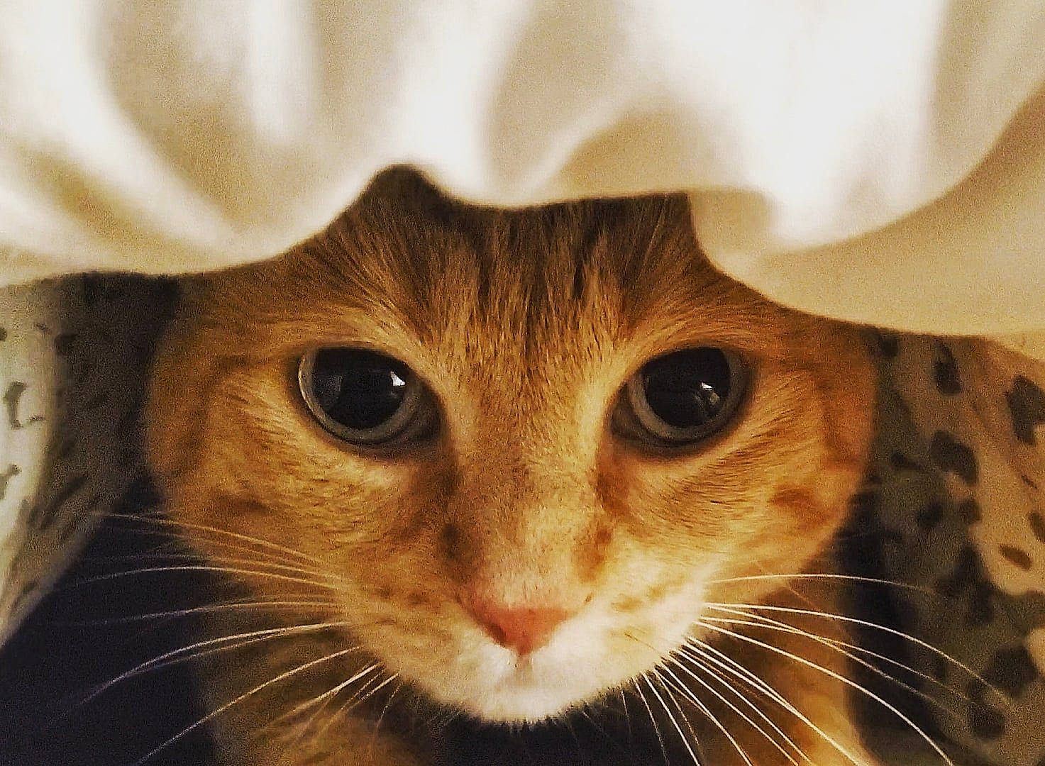 Harmonie participe au concours pour gagner de l'argent avec cette photo : carnivore, cat, close_up, comfort, domestic_short_haired_cat, ear, fawn, felidae, fur, paw, small_to_medium_sized_cats, snout, terrestrial_animal, whiskers, wildlife