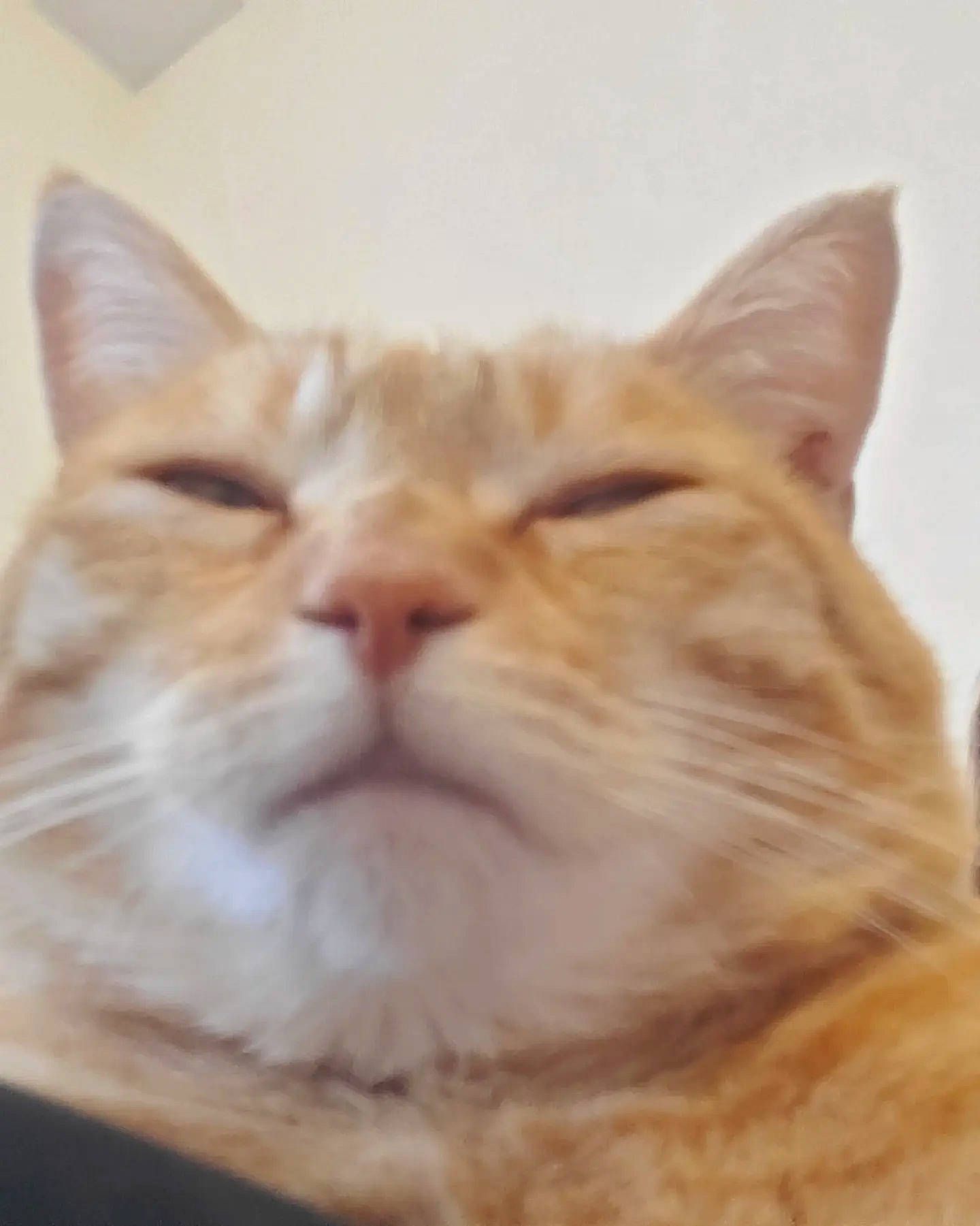 Harmonie participe au concours pour gagner de l'argent avec cette photo : carnivore, cat, comfort, domestic_short_haired_cat, ear, eye, fawn, felidae, fur, small_to_medium_sized_cats, snout, whiskers, wood