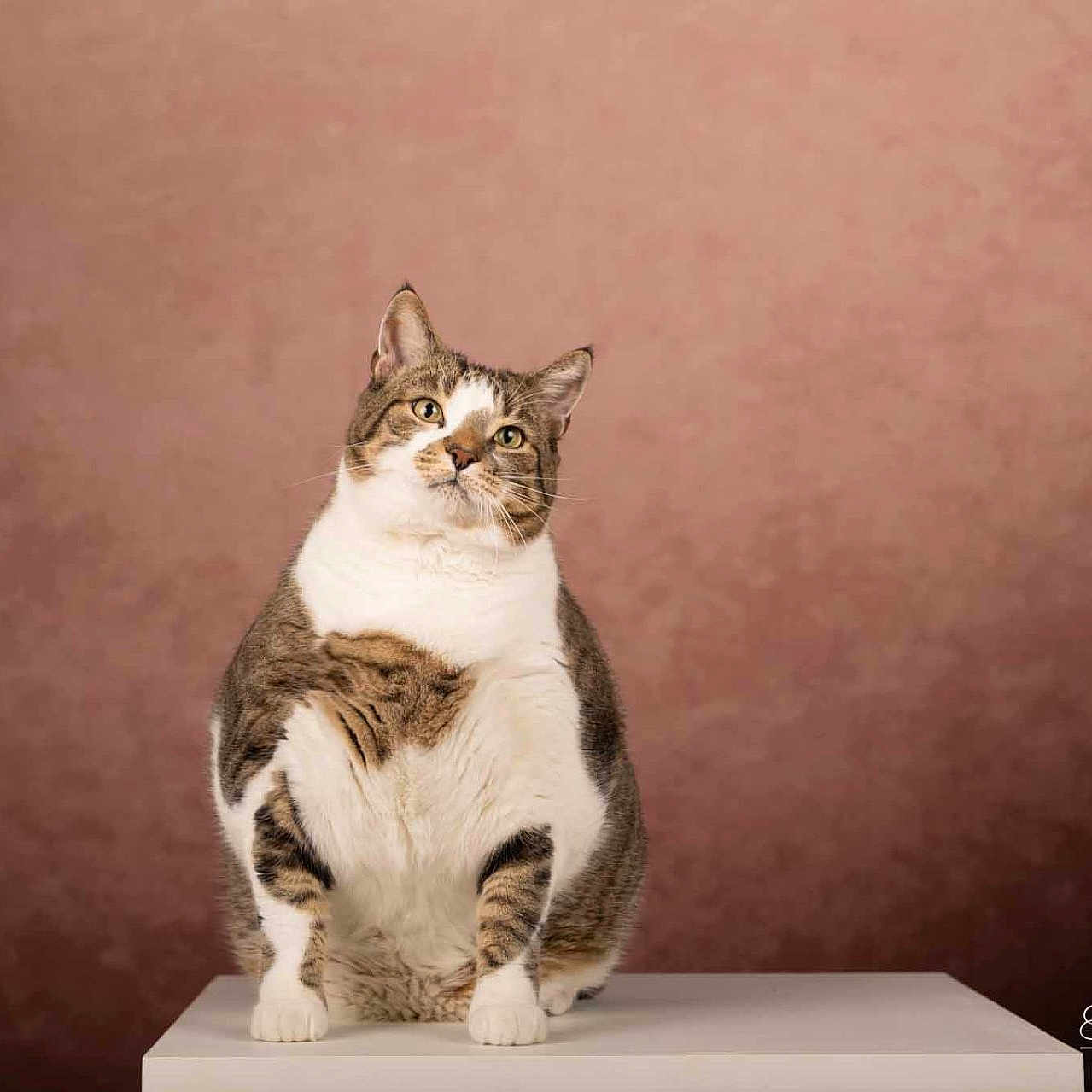 Nimbus participe au concours pour gagner de l'argent avec cette photo : animal, cat, chubby, cute, ears, fluffy, front_paws, indoor, looking_up, pedestal, pet, photographer_watermark, pink_background, portrait, studio, tabby, table, whiskers, white_fur, yellow_eyes