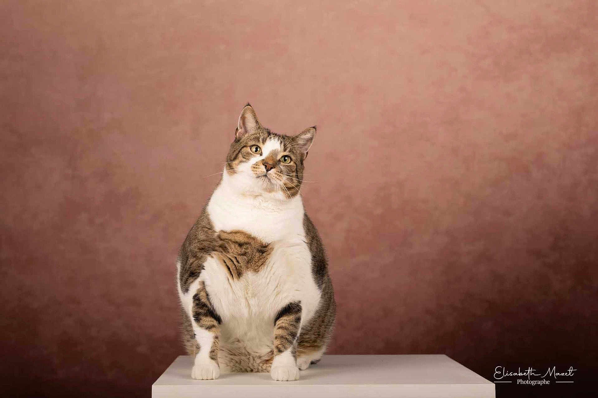 Nimbus participe au concours pour gagner de l'argent avec cette photo : cat, tabby, white_fur, studio, portrait, table, pedestal, pink_background, fluffy, chubby, whiskers, ears, front_paws, yellow_eyes, looking_up, indoor, pet, animal, cute, photographer_watermark
