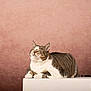 Nimbus participe au concours pour gagner de l'argent avec cette photo : cat, tabby, feline, pet, loaf, whiskers, ears, eyes_closed, resting, pink_background, textured_background, studio, pedestal, white_plinth, portrait, indoor, fur, striped_fur, cute, relaxed