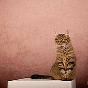 Nami a rejoint le concours — aidez-le/la à gagner de superbes lots ! cat, tabby_cat, fluffy, feline, pet, portrait, studio, backdrop, pink_background, pedestal, sitting, whiskers, yellow_eyes, fur, ears, gaze, photograph, indoor, cute, photographer_watermark