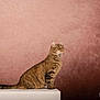 cat, tabby_cat, brown_tabby, feline, pet, animal, portrait, studio, pedestal, sitting, side_view, profile, whiskers, ears, tail, fur, looking_up, background, textured_wall, photography