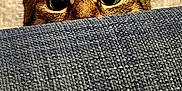 Núno participe au concours pour gagner de l'argent avec cette photo : animal, blue, carpet, cat, closeup, couch, curious, ears, eyes, feline, floor, hiding, home, indoor, peeking, pet, playful, tabby, texture, whiskers