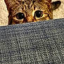 animal, blue, carpet, cat, closeup, couch, curious, ears, eyes, feline, floor, hiding, home, indoor, peeking, pet, playful, tabby, texture, whiskers
