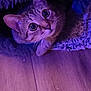 Núno participe au concours pour gagner de l'argent avec cette photo : animal, blanket, cat, close_up, cozy, curious, cute, feline, floor, fur, indoor, looking_up, pet, purple_light, resting, soft_texture, tabby, whiskers, wide_eyes, wooden_floor