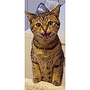 Núno participe au concours pour gagner de l'argent avec cette photo : animal, cat, closeup, cute, domestic, ears, expressive, eyes, feline, fur, furry, indoor, mammal, mouth, paws, pet, portrait, sitting, tabby, whiskers