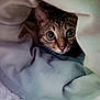 Núno a rejoint le concours — aidez-le/la à gagner de superbes lots ! animal, blanket, cat, comfort, cozy, curious, cute, face, fur, hidden, home, indoor, nest, pet, resting, snuggled, soft, tabby, whiskers, wide_eyes