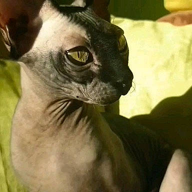 Beerus participe au concours pour gagner de l'argent avec cette photo : carnivore, cat, domestic_short_haired_cat, ear, felidae, fur, small_to_medium_sized_cats, snout, terrestrial_animal, whiskers, working_animal