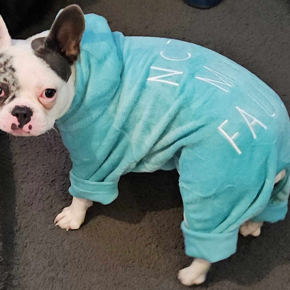 Cagna participe au concours pour gagner de l'argent avec cette photo : animal, blanket, bostonbull, boxer, bulldog, canine, clothing, coat, crawling, dog, frenchbulldog, jacket, person, pet, pitbull, puppy