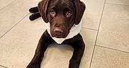 Suky a rejoint le concours — aidez-le/la à gagner de superbes lots ! dog, puppy, brown_dog, chocolate_lab, lying_down, front_view, looking_at_camera, floppy_ears, brown_fur, white_bandana, collar, paws, indoor, tiled_floor, clinic, hospital, mirrored_wall, wheelchair, portrait, pet_photography
