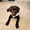 dog, puppy, brown_dog, chocolate_lab, lying_down, front_view, looking_at_camera, floppy_ears, brown_fur, white_bandana, collar, paws, indoor, tiled_floor, clinic, hospital, mirrored_wall, wheelchair, portrait, pet_photography