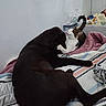 dog, cat, pet, animal, bed, bedroom, sleeping, lying_down, black_dog, tabby_cat, white_fur, playful, friendship, paw, tail, blanket, pillow, stuffed_animal, indoor, home