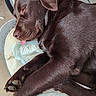 dog, sleeping, brown_dog, chocolate_lab, puppy, pet, animal, tongue, blep, paws, claws, fur, floppy_ears, relaxed, cozy, dog_bed, cushion, indoors, bicycle, portrait